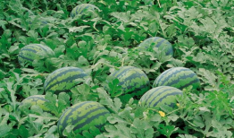 荷兰网红吃瓜视频大全,趣味横生的日常生活瞬间